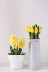 Different spring flowers in full bloom in vases and pots against white background. Copy space for text. Yellow tulip and hyacinth blossoms.