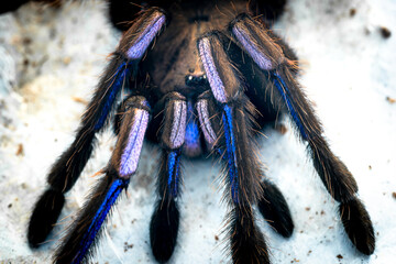 Electric blue tarantula Chilobrachys natanicharum