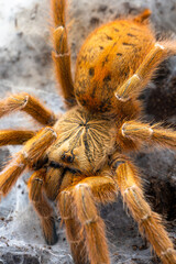 Orange baboon tarantula Pterinochilus murinus