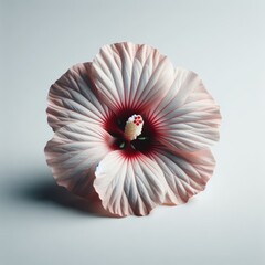 red hawaiian hibiscus flower isolated
