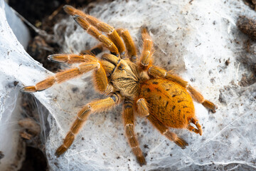 Orange baboon tarantula Pterinochilus murinus