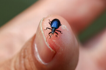 Close-up of Blue Beetle on hand, fingers Blue Beetle looks beautiful and cute.