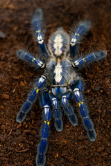 Gooty sapphire ornamental tree tarantula Poecilotheria metallica