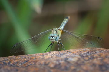 close up big dragonfly with beautiful eyes sitting on a rock Amidst nature in the jungle of Thailand