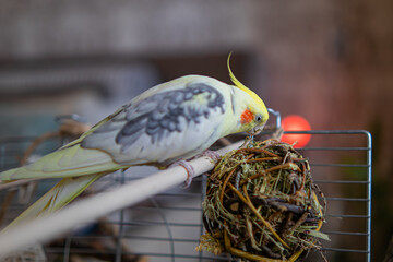 Beautiful photo of a bird. Ornithology.Funny parrot.Cockatiel parrot.
Home pet yellow...