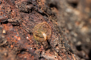 Selective focus, pupa wrapped in a circular web next to a natural tree trunk in the morning.