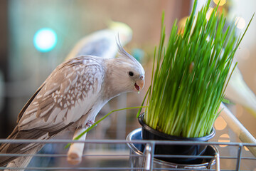 Cockatiel parrots.Funny parrots.Cockatiel pets.Bird with a crest.Cute animal.Funny...