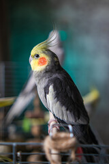 Beautiful photo of a bird. Ornithology.Funny parrot.Cockatiel parrot.
Home pet yellow bird.Beautiful feathers.Love for animals.Cute cockatiel.Home pet parrot.A bird with a crest.Natural color.
memes.