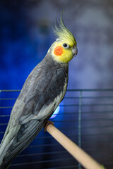 Beautiful photo of a bird. Ornithology.Funny parrot.Cockatiel parrot.
Home pet yellow bird.Beautiful feathers.Love for animals.Cute cockatiel.Home pet parrot.A bird with a crest.Natural color.
memes.