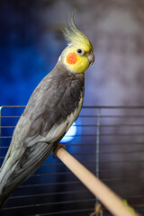 Beautiful photo of a bird. Ornithology.Funny parrot.Cockatiel parrot.
Home pet yellow bird.Beautiful feathers.Love for animals.Cute cockatiel.Home pet parrot.A bird with a crest.Natural color.
memes.