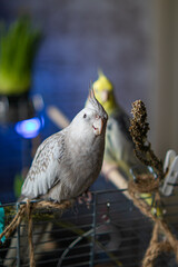 Parrots are sitting on a cage.Cute cockatiels.Cockatiel parrots pets.Parrots are playing.
Caring...