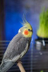 Beautiful photo of a bird. Ornithology.Funny parrot.Cockatiel parrot.
Home pet yellow bird.Beautiful feathers.Love for animals.Cute cockatiel.Home pet parrot.A bird with a crest.Natural color.
memes.