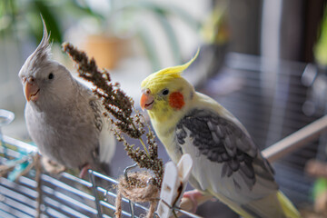 Parrots are sitting on a cage.Cute cockatiels.Cockatiel parrots pets.Parrots are playing.
Caring...