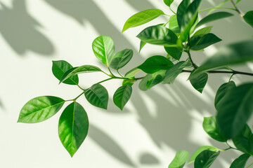 Fresh green leaves of a plant casting soft shadows on a clean white background, symbolizing growth and purity.