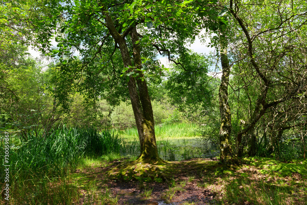 Sticker the fairy pond, spring season in fontainebleau forest.