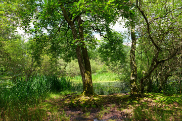 Fototapeta na wymiar The Fairy pond, spring season in Fontainebleau forest.