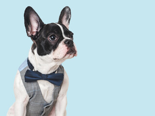 Cute puppy and bright bow tie. Close-up, indoors. Concept of beauty and fashion. Studio shot,...