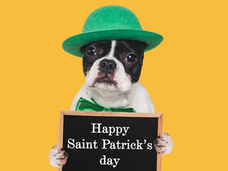 Happy St. Patrick's Day. Lovable, pretty puppy and a bright green bow tie. Closeup, studio shot. Congratulations for family, loved ones, relatives, friends and colleagues. Pet care concept