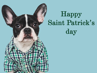 Happy St. Patrick's Day. Lovable, pretty puppy and a bright green bow tie. Closeup, studio shot. Congratulations for family, loved ones, relatives, friends and colleagues. Pet care concept