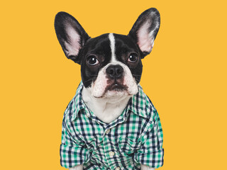 Fototapeta premium Cute puppy and green shirt. Close-up, indoors. Concept of beauty and fashion. Studio shot, isolated background. Congratulations for family, loved ones, relatives, friends and colleagues. Pets care