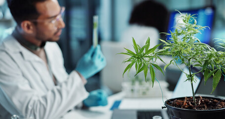 Scientist, people and cannabis research, marijuana analysis or weed for medicine solution, data collection or healthcare. Medical expert or man with natural CBD, plants growth or laboratory test tube - obrazy, fototapety, plakaty