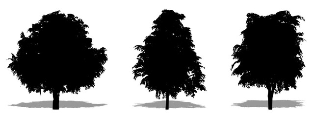 Set or collection of Magnolia Grandiflora trees as a black silhouette on white background. Concept or conceptual vector for nature, planet, ecology and conservation, strength, endurance and  beauty