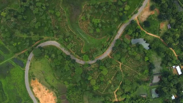 Aerial top down view of Beautiful tea garden in indian state of  assam. 