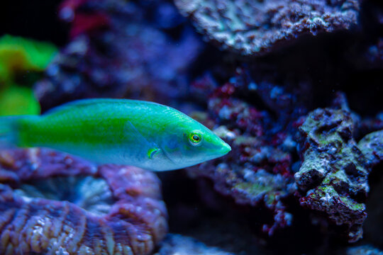 Halichoeres chloropterus green fish in an aquarium tank. Beautiful luminescent fish swimming in water. Corals and rocks around it.