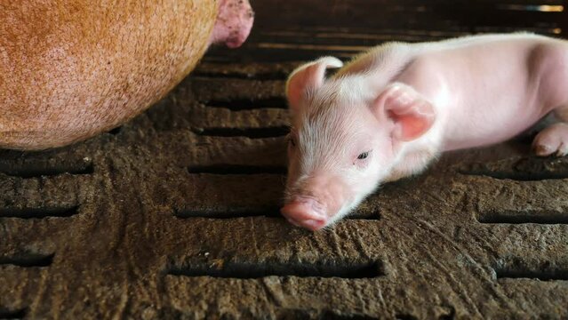 A week-old piglet cute newborn on the pig farm with other piglets, Close-up,4k video