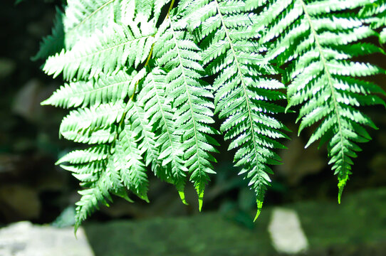Cyathea caracasana, Cyathea brownii Little Aussie Larrikin Norfolk or Tree Fern or Smooth Tree Fern or fern tree or fern ,Golden Moss or Chain Fern