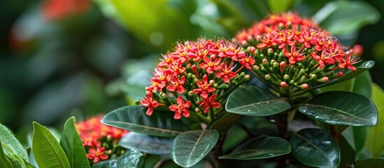 Ixora chinensis plants have leathery leaves and produce clusters of small flowers in summer.