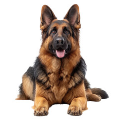 Fototapeta premium german shepherd dog isolated