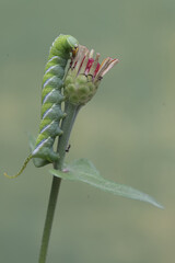 A tobacco hornworm is eating the flowers of a wild plant. This bright green insect has the scientific name Manduca sexta.
