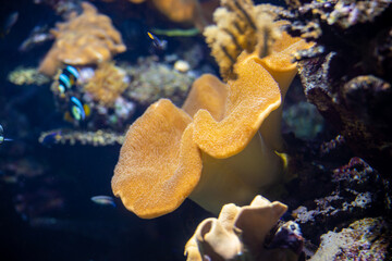 Sea anemones and corals in marine aquarium. Colorful abstract natural pattern, texture, panoramic underwater background. Concept art, graphic resources, macro photography