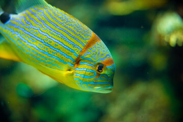 Sailfin snapper Symphorichthys spilurus blue-lined sea bream fish underwater in sea with corals in...