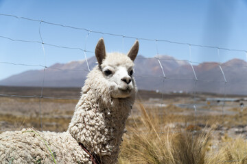 vicugna in andean landscape
