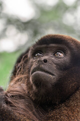 portrait of woolly monkey