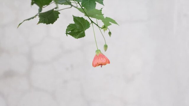 Abutilon pictum commonly known as Redvein Abutilon, Red Vein Indian Mallow, Redvein Flowering Maple, Chinese lantern or Red vein Chinese lanterns, is a species of Abutilon in the Malvaceae family