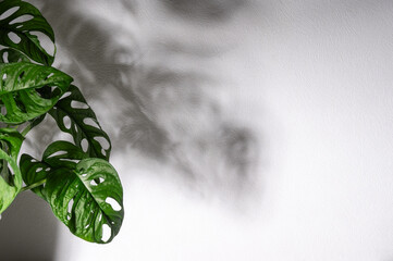 Leaves of monstera on background of wall. Sunlight. Template with copy space.