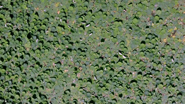 drone view of a field filled with water lily pad