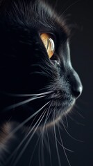 Cat Black Feline Intense Gaze, Whiskers Animal Domestic Soft Mystery