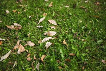Dry Leaves Fallen Green Grass