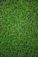Green Grass Field Background 5