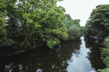 Fototapeta na wymiar Green Trees Lakeside