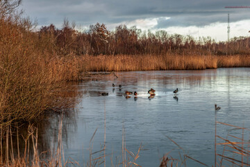 Ducks on the ice of a lake pond in late autumn.