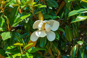 Large white fragrance flowers Evergreen Southern Magnolia (Magnolia Grandiflora) in Sochi. Blooming magnolia on city streets.
