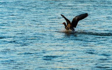 Ready to take off during the Duck watching phase at the Munich park