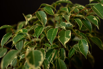 Ficus plant. Ficus tree. Ficus leaves