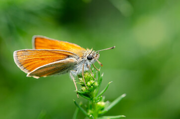 Small Skipper butterfly on the flower. Thymelicus sylvestris. Green background.