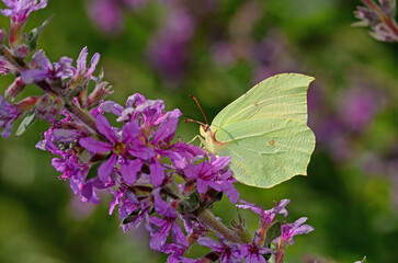 Brimstone butterfly on purple-coloured flower. Gonepteryx rhamni.